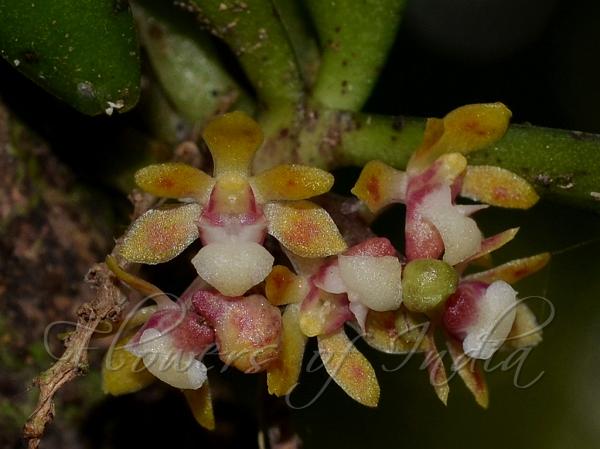 Straw-Colored Smithsonia